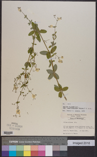 Galium pilosum var. puncticulosum image