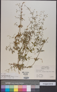 Galium pilosum image