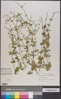 Galium pilosum image