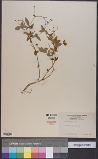 Galium pilosum image