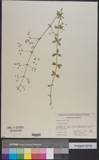 Galium pilosum image