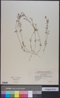 Galium saxatile image