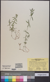 Galium uniflorum image