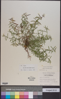 Galium uniflorum image