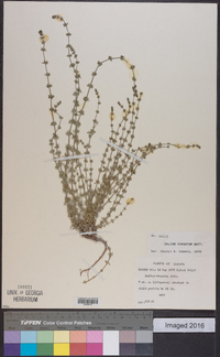 Galium virgatum image