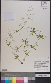 Galium sparsiflorum image