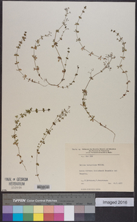 Galium saxatile image