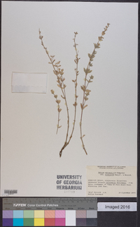 Galium serpenticum image