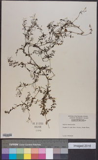 Galium saxatile image