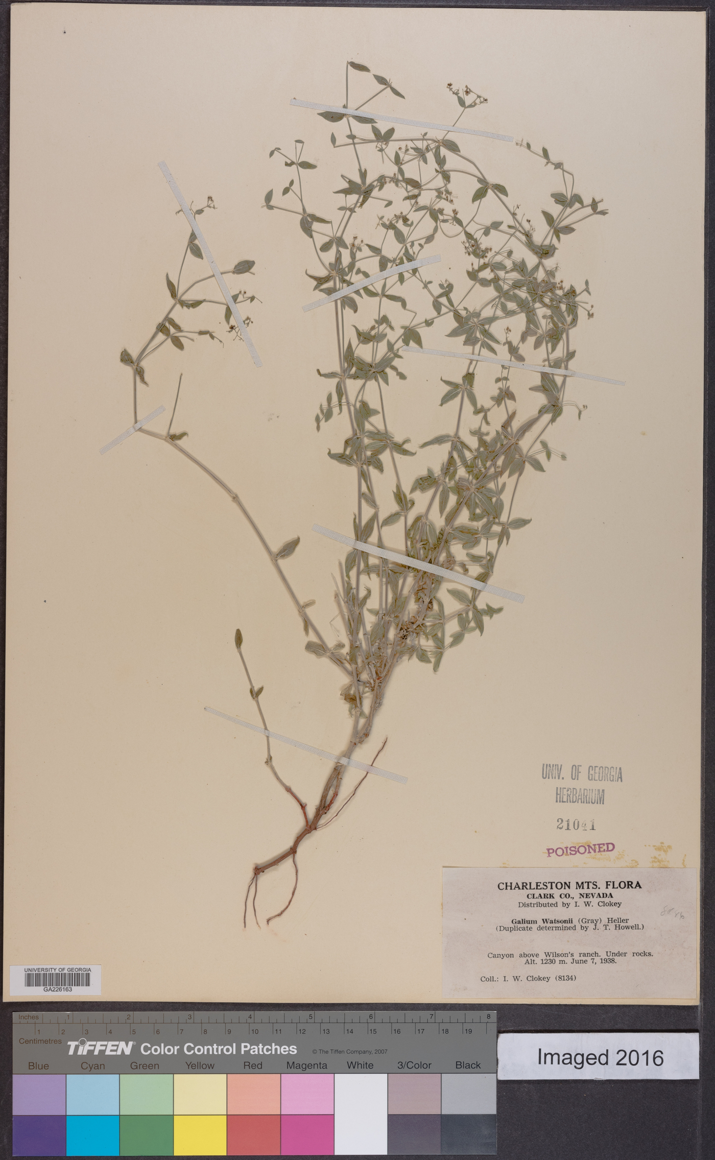 Galium watsonii image