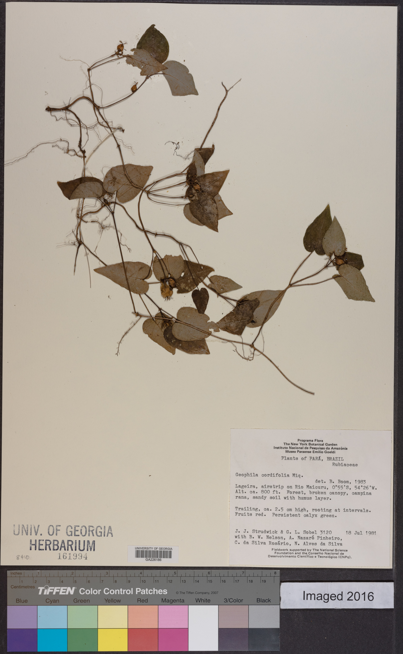 Geophila cordifolia image