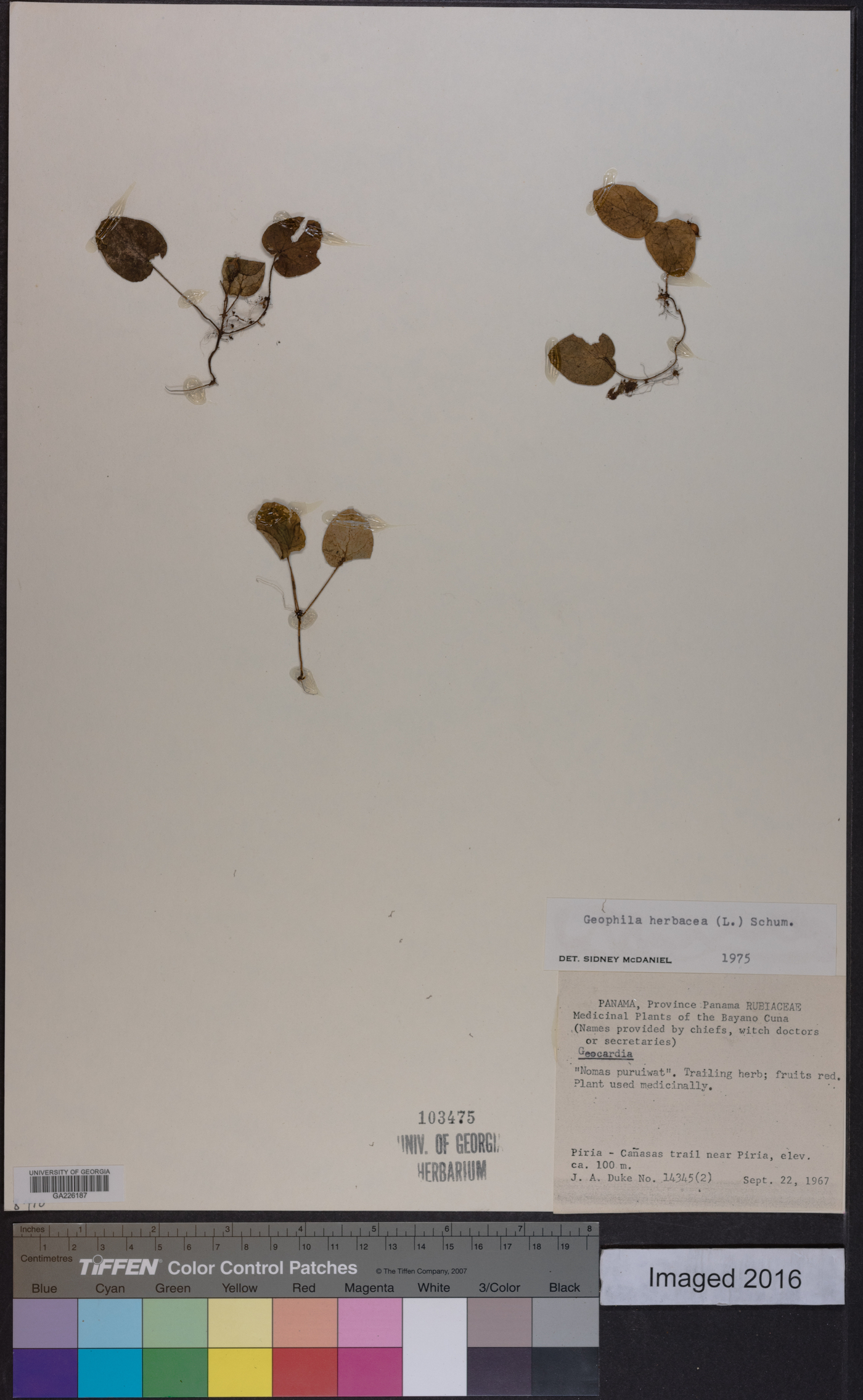 Geophila herbacea image