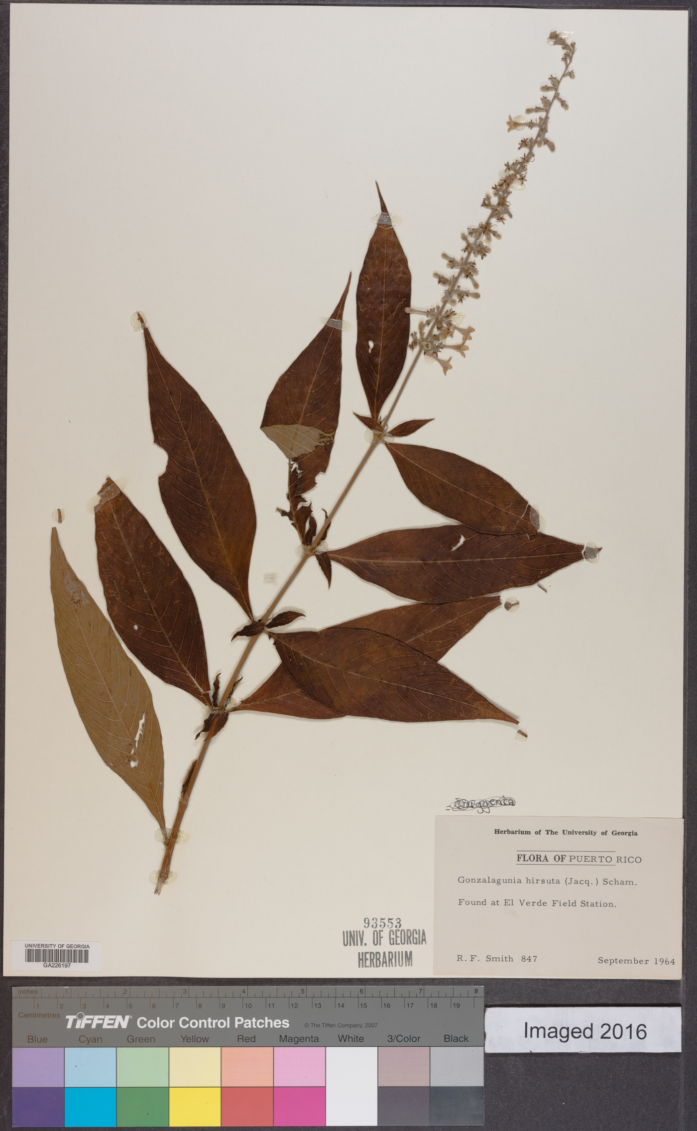 Gonzalagunia hirsuta image