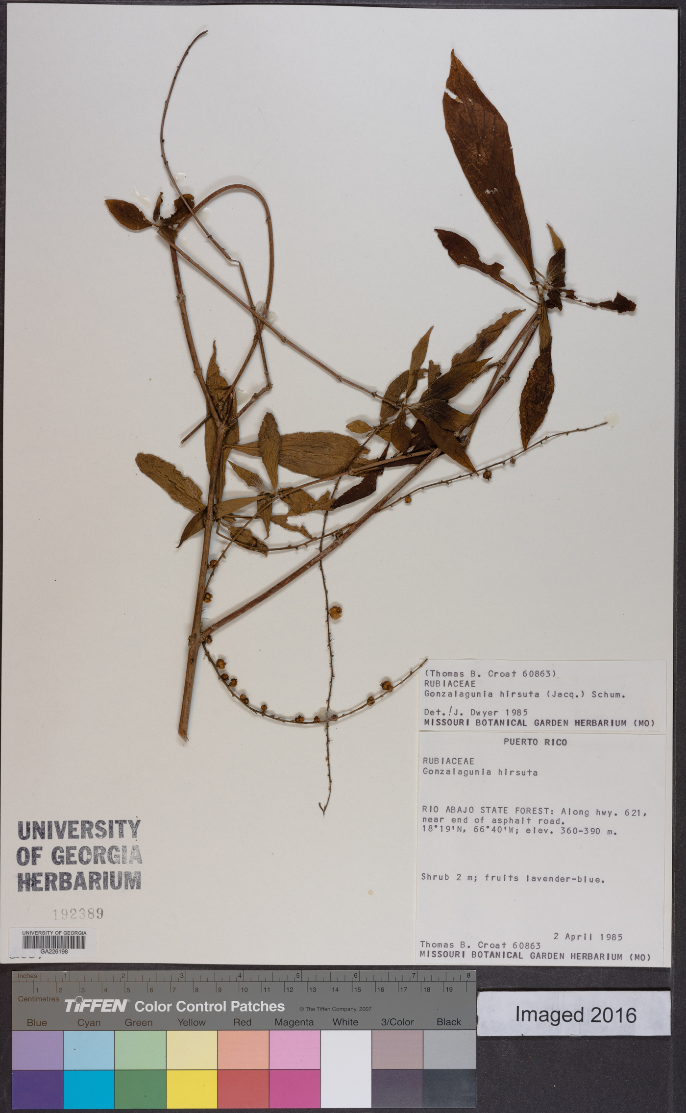 Gonzalagunia hirsuta image