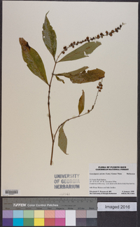 Gonzalagunia spicata image