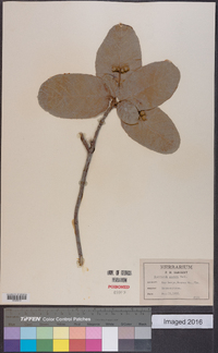 Guettarda scabra image