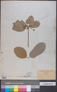 Guettarda scabra image