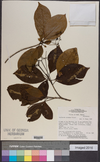 Stenostomum acreanum image