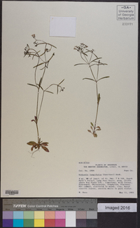 Houstonia longifolia image