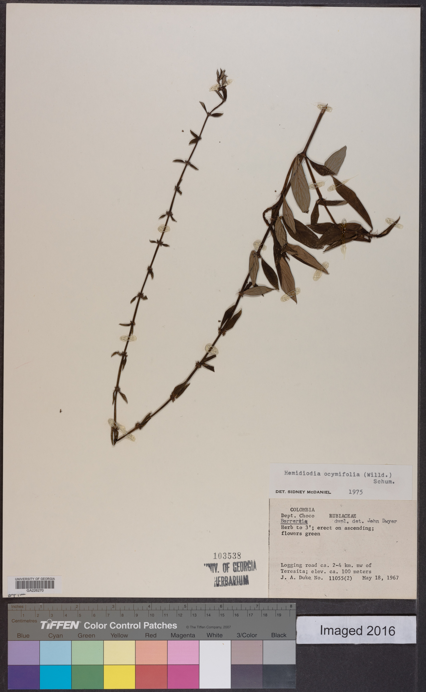 Hemidiodia ocymifolia image