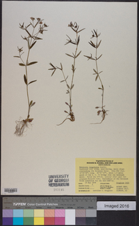 Houstonia longifolia image