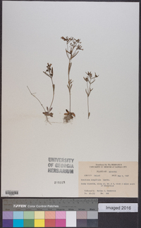 Houstonia longifolia image