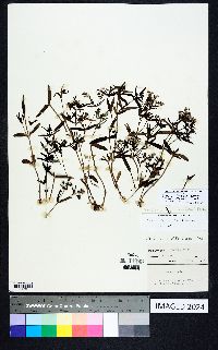 Houstonia longifolia var. compacta image