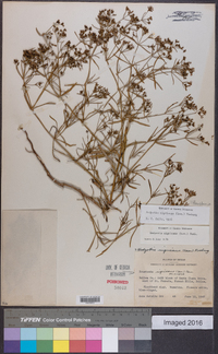 Stenaria nigricans image