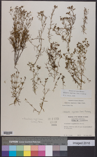 Stenaria nigricans image