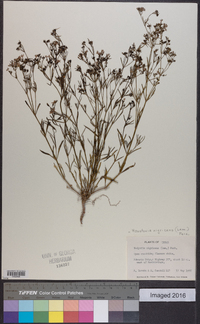 Stenaria nigricans image