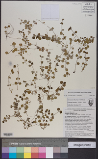 Houstonia procumbens image