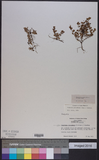 Houstonia procumbens image