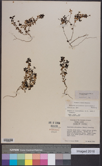 Houstonia procumbens image