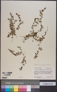 Houstonia procumbens image