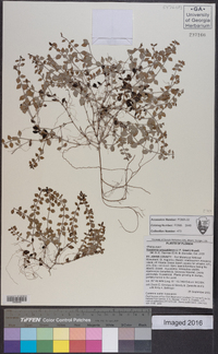 Houstonia procumbens image