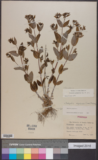 Houstonia purpurea image