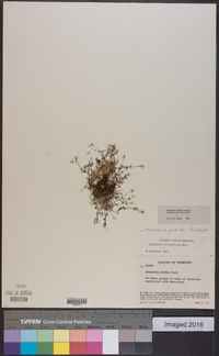Houstonia pusilla image