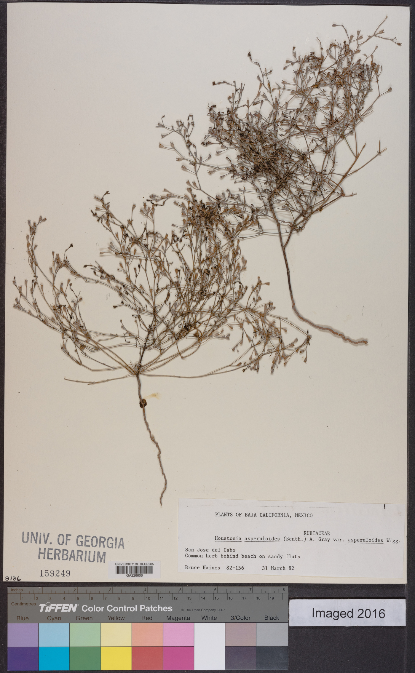 Houstonia asperuloides var. asperuloides image