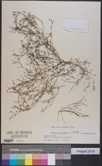 Houstonia asperuloides image