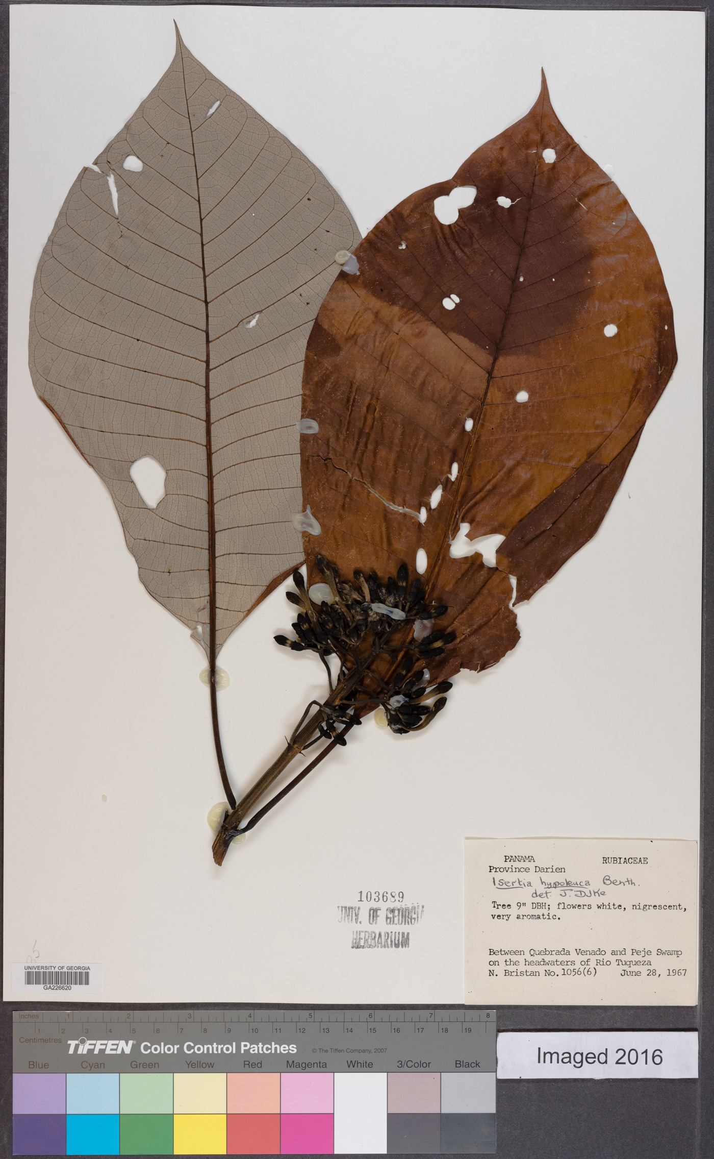Isertia hypoleuca image