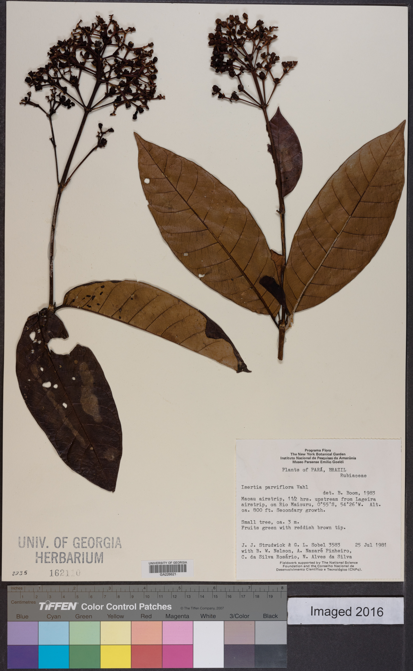 Isertia parviflora image