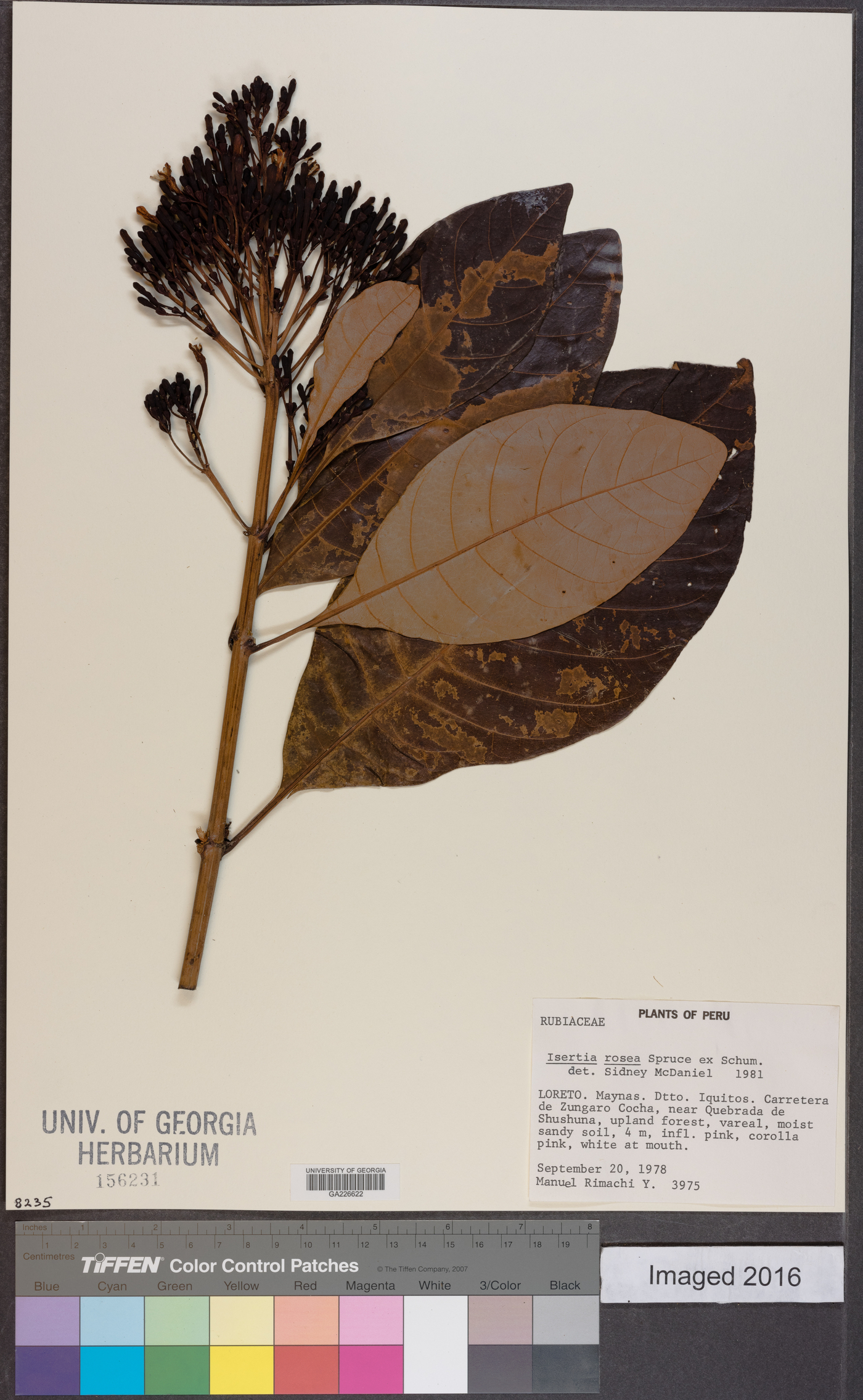 Isertia rosea image