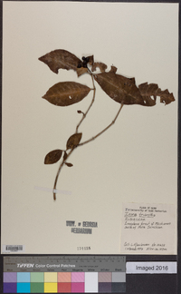 Ixora triantha image