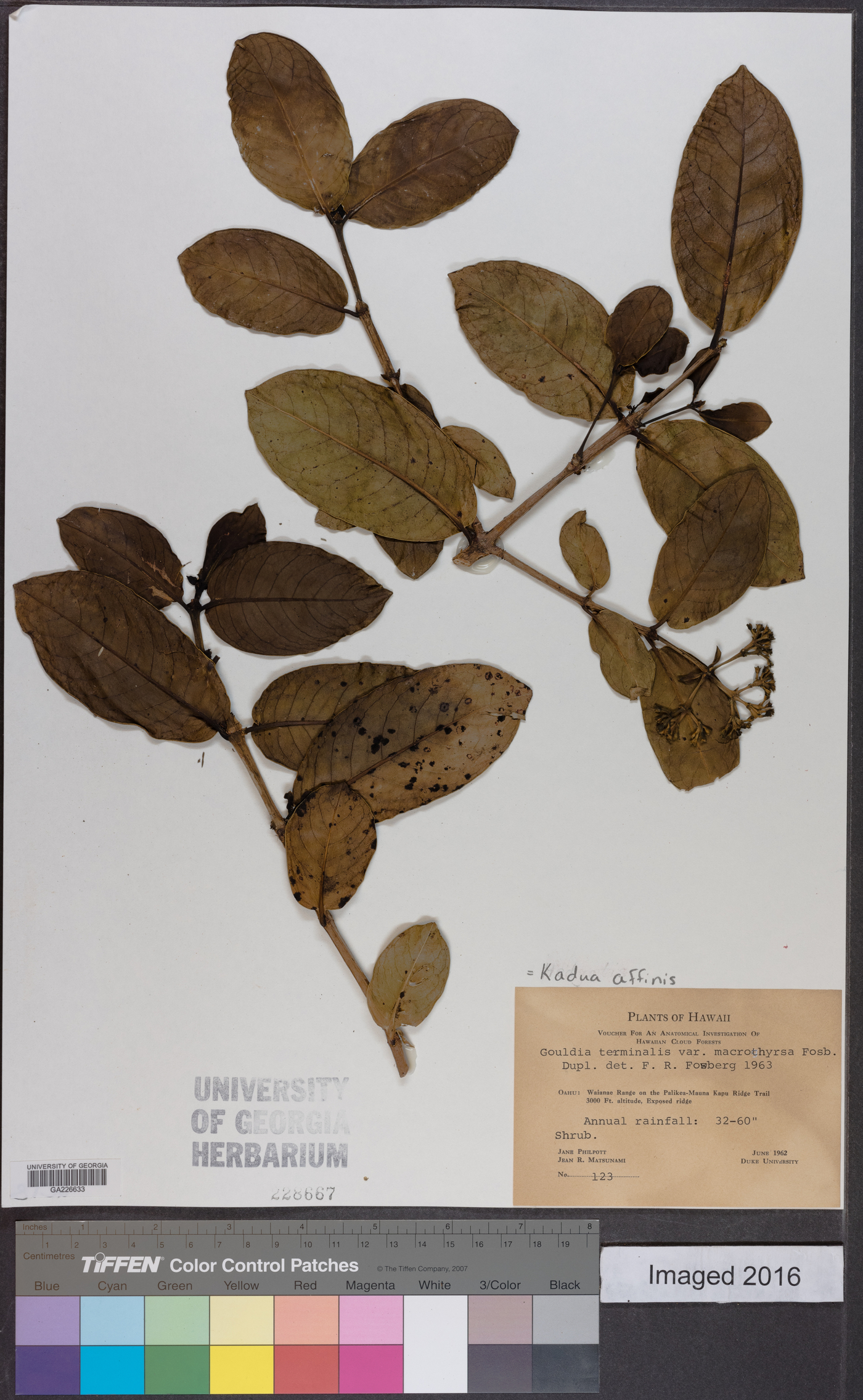 Kadua affinis image