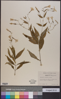 Image of Lasianthus laxiflorus