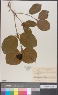 Mitragyna parvifolia image