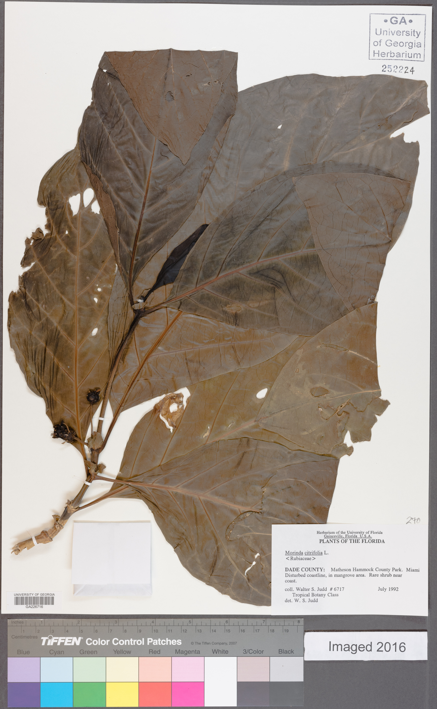 Morinda citrifolia image