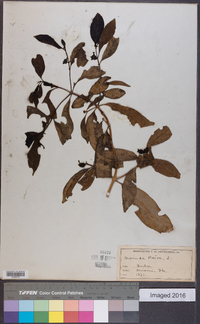 Morinda umbellata image