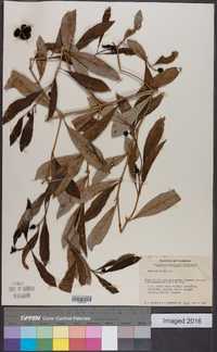 Morinda umbellata image