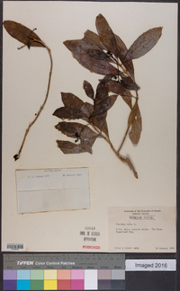 Morinda umbellata image